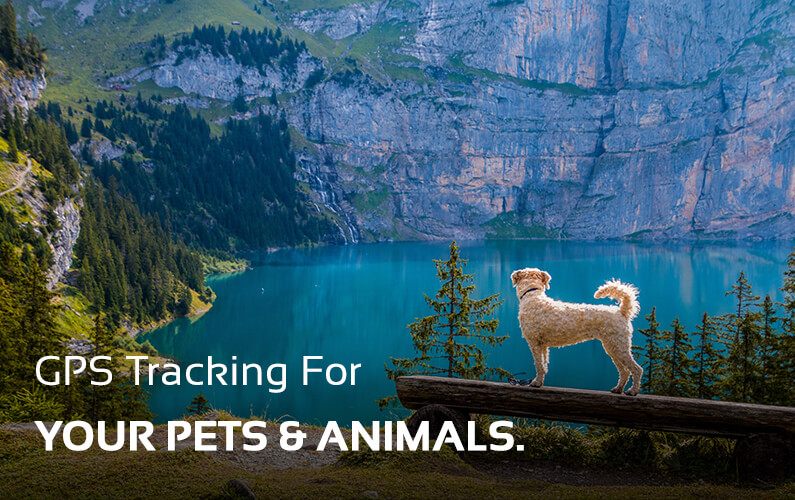 Pet GPS Tracking