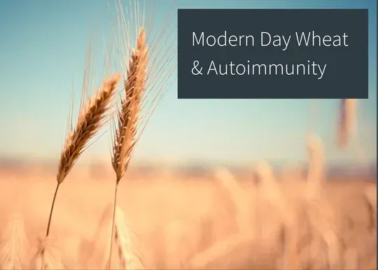 Modern Day Wheat & Autoimmunity