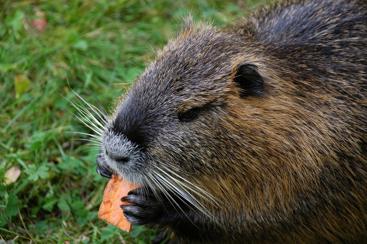 Evansville and Newburgh Wildlife Control