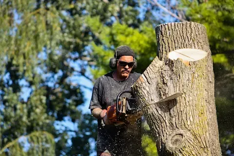 Dangerous Tree Removal Oregon City: Risk Assessment and Safe Extraction