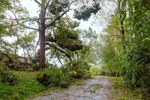 Tree Blocking Driveway Oregon City: Emergency Removal Guide