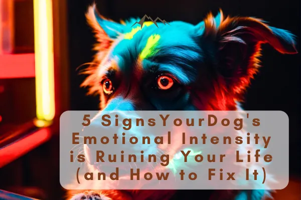 Dog Anxiety Solutions