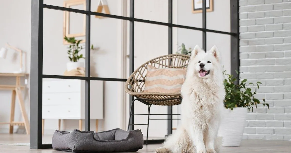 white dog in nice interior