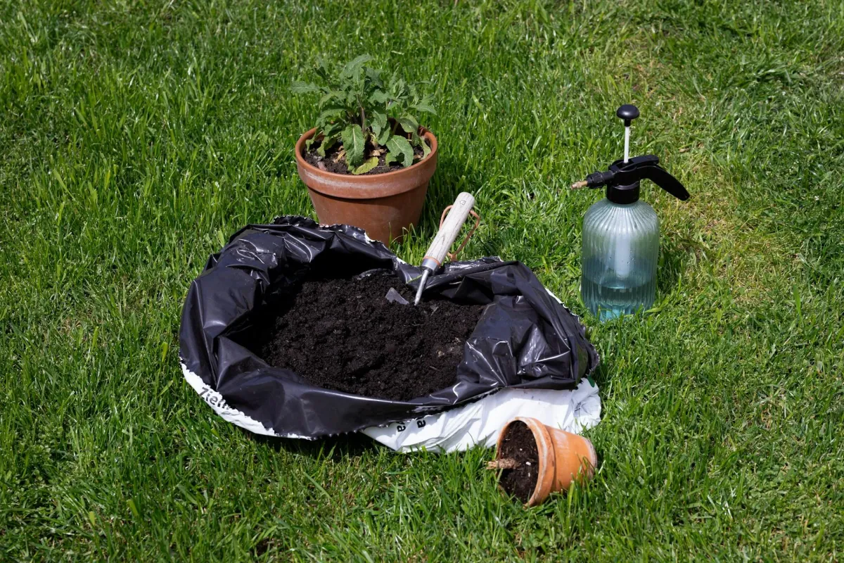 Fixing Poor Soil Quality in Your Thousand Oaks Garden