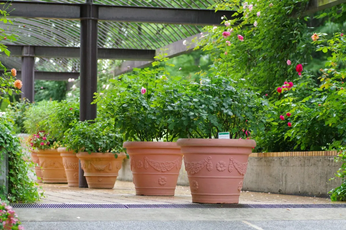 Managing Plant Health During Summer Heat Waves