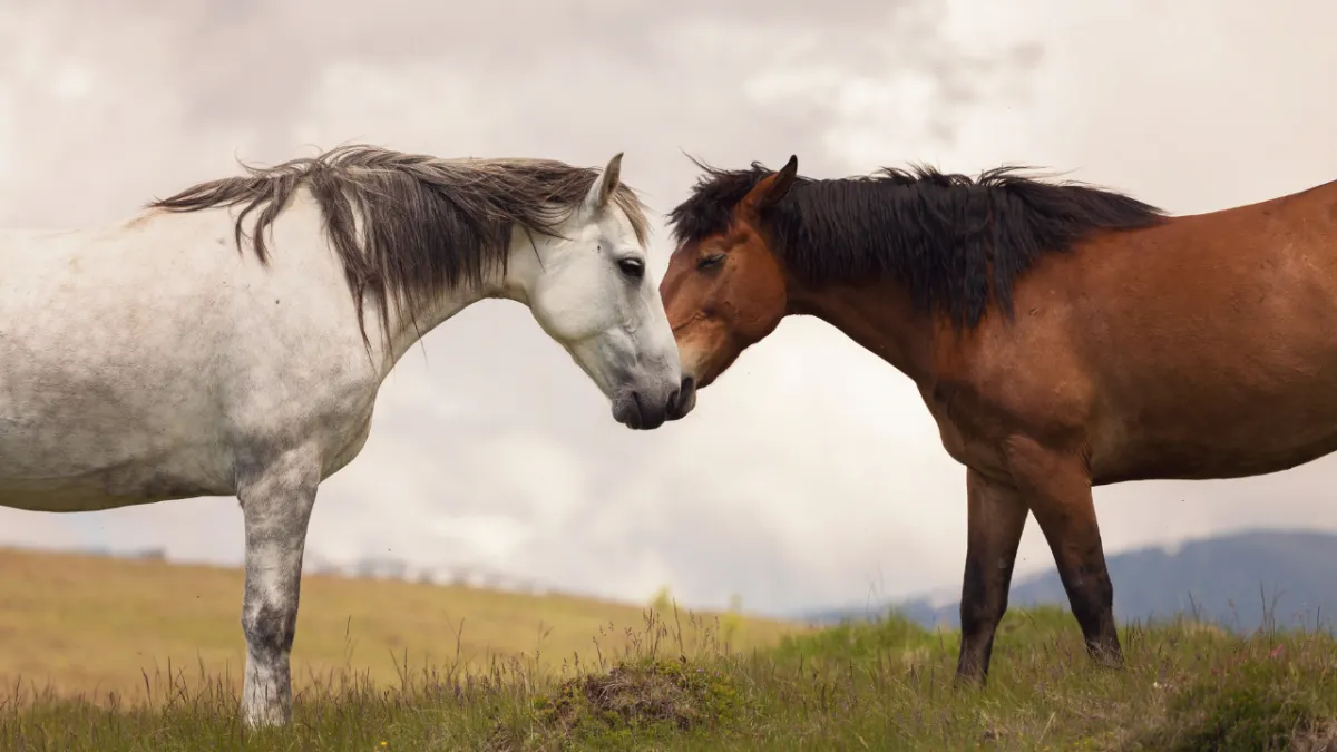 Natural Intelligence: What Animals Know—and We Forgot