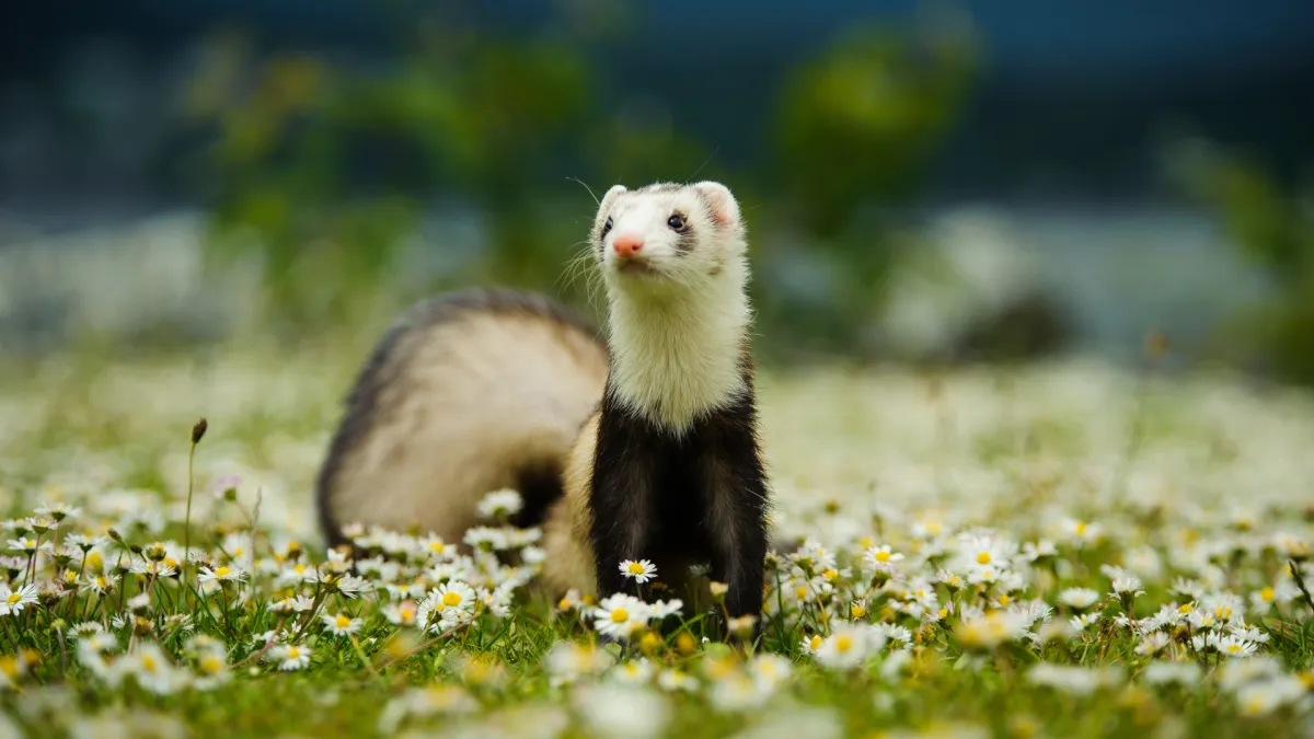 How Animals and Nature Read Frequency Instantly