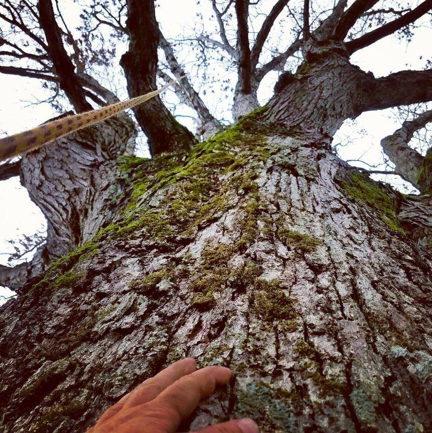 Identifying Tree Arborist