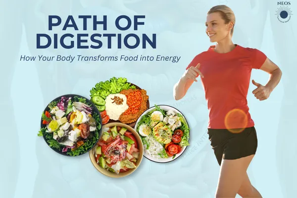 The Path of Digestion: How Your Body Transforms Food into Energy

