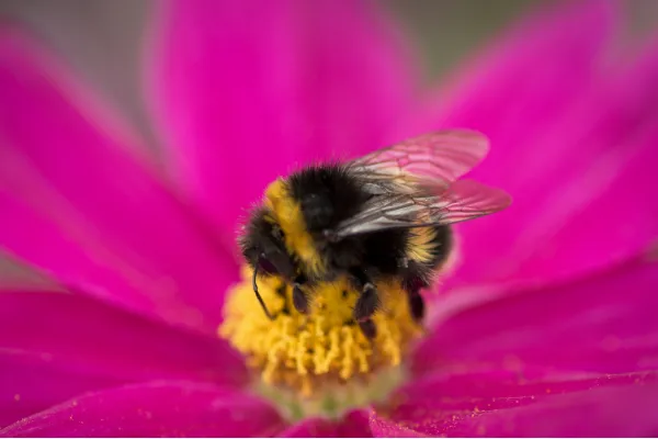 Why rules girls don’t do bumble