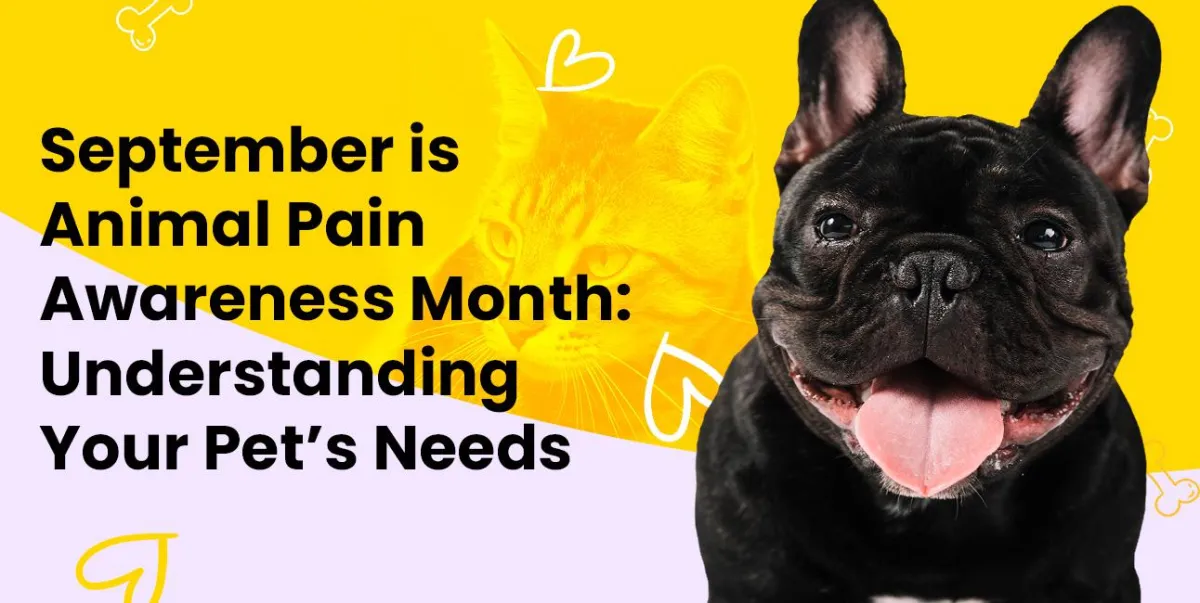 September is Animal Pain Awareness Month: Understanding Your Pet’s Needs