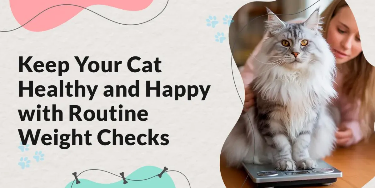Why Regular Weight Checks Can Add Years to Your Cat’s Life