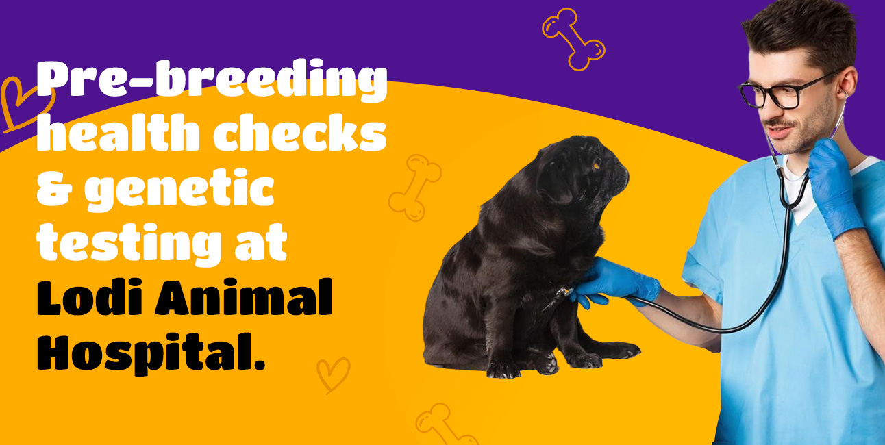 What Lodi, CA Pet Owners Should Know Before Breeding Their Dog or Cat 