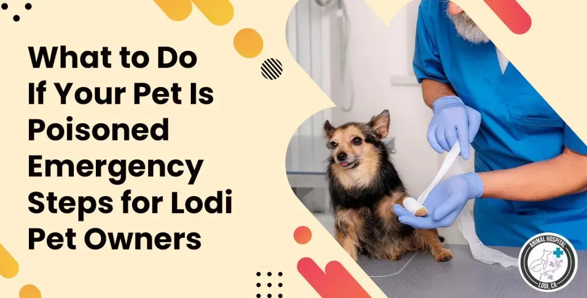 What to Do If Your Pet Is Poisoned: Emergency Steps for Lodi Pet Owners