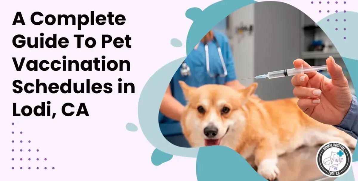 A Complete Guide to Puppy and Kitten Vaccination Schedules in Lodi, CA