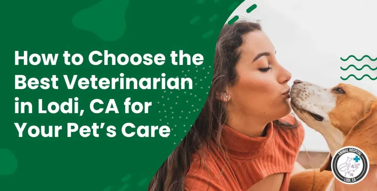 How to Choose the Best Veterinarian in Lodi, CA for Your Pet’s Care