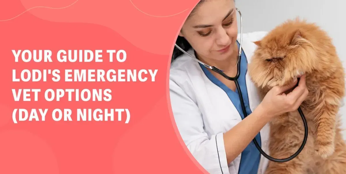 Comprehensive Guide to Emergency Vet Care in Lodi, CA (24/7 Availability)