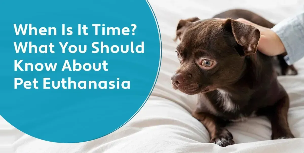 Pet Euthanasia: A Compassionate Guide to Saying Goodbye