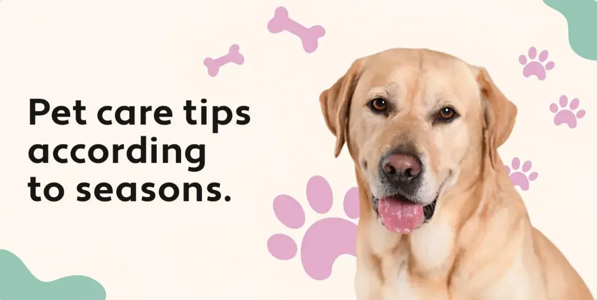 Adapting Pet Care with the Seasons: Essential Tips for Year-Round Well-Being