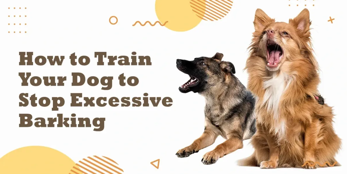 Excessive Dog Barking? Vet-Approved Training Tips | Lodi CA