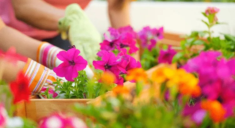 Flowers