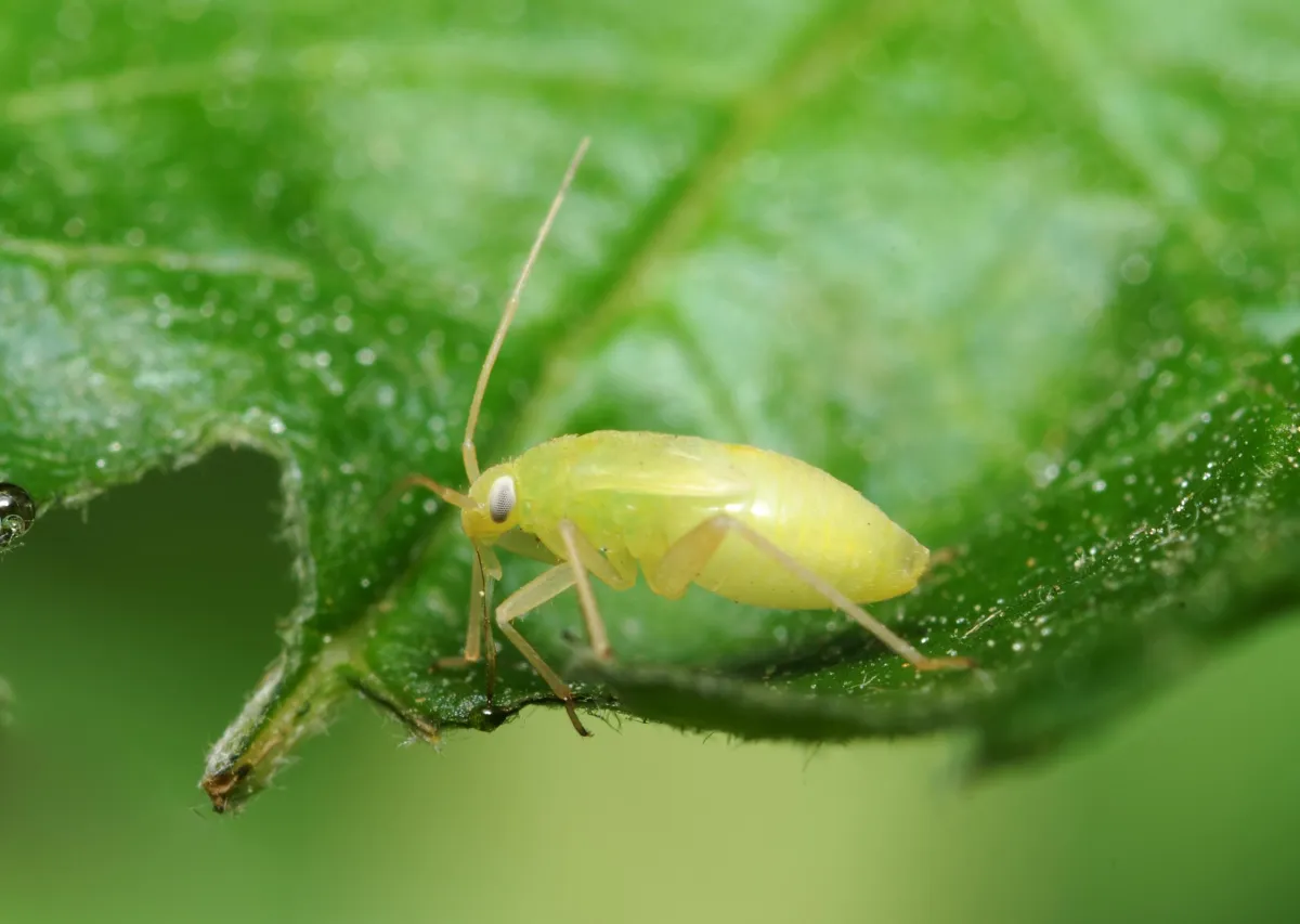 An aphid sat on a leaf