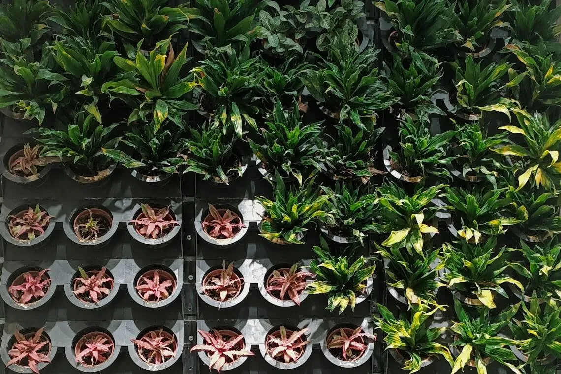 Aeroponics, Hydroponics and Aquaponics: Which New Growing Method Is Superior?