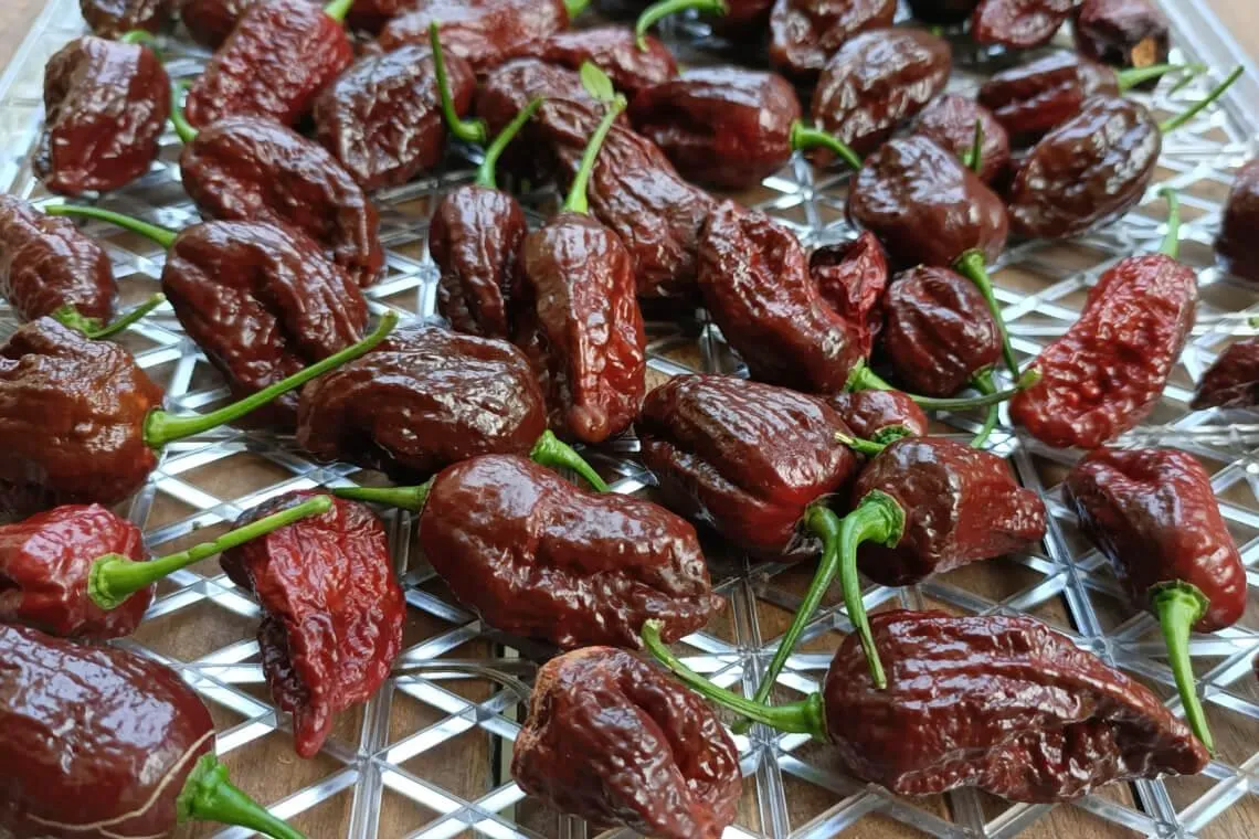 Ripe Chocolate Bhutlah peppers, dark brown and wrinkled, resting on a drying rack