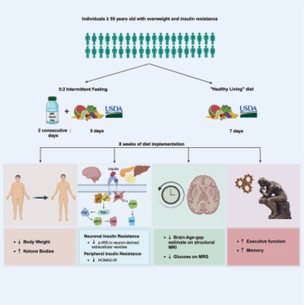 Brain Responses to Intermittent Fasting and the Healthy Living Diet