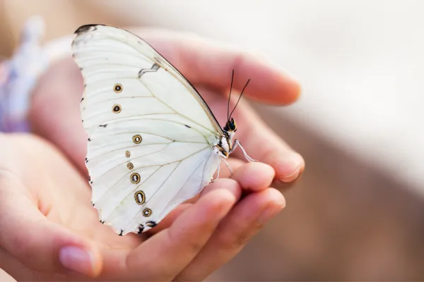 White butterfly