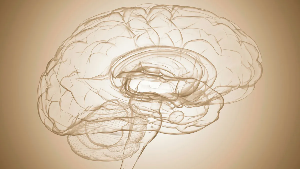 The Prefrontal Cortex: Your Manifestation Superpower