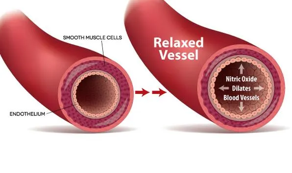 What Is Nitric Oxide and Why Your Heart Depends on It.