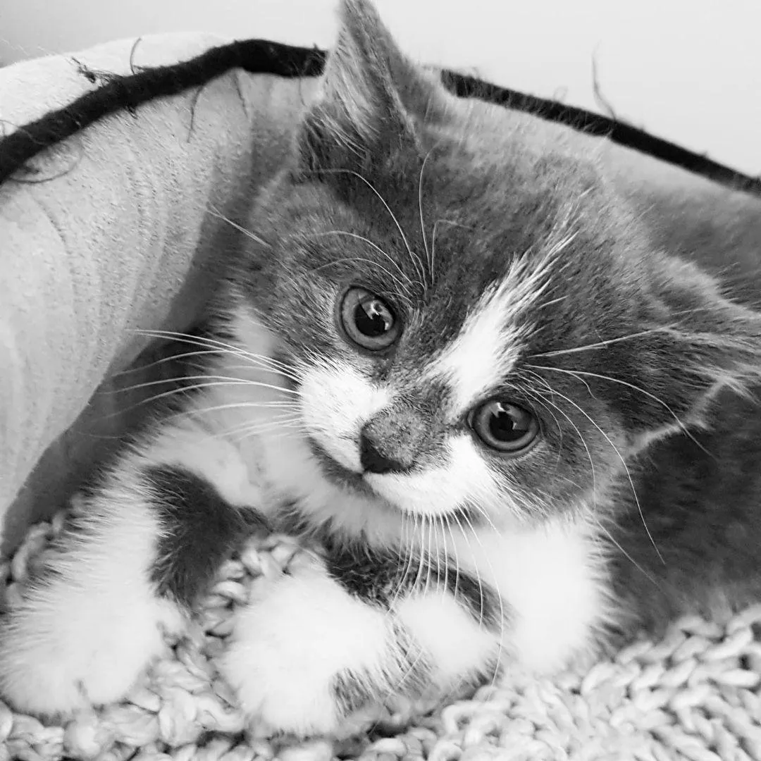 What Pet Owners Really Look For Before Choosing a Vet (Hint: It’s Not Price)