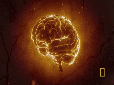 Functional Neurology in Action
