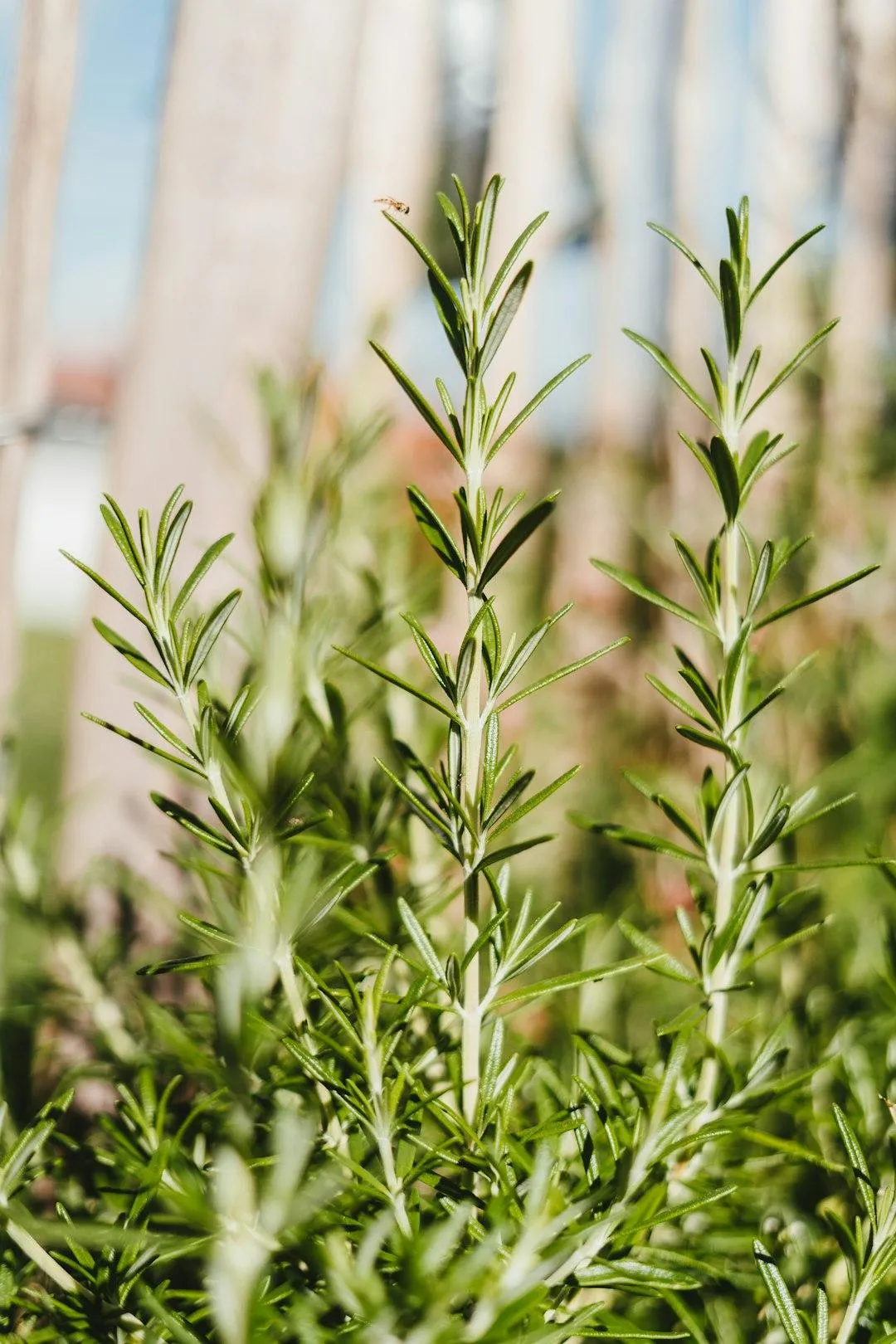 Close-up of rosemary extract in amber bottles surrounded by fresh rosemary sprigs, handmade soaps, and glass jars.