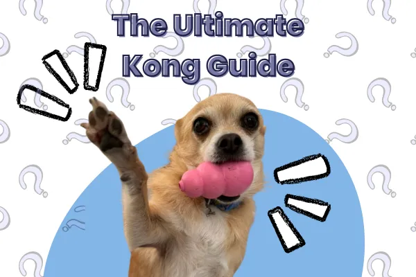 The Ultimate Kong Guide