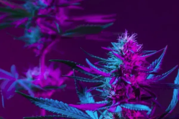 new seeds from american cannabis company