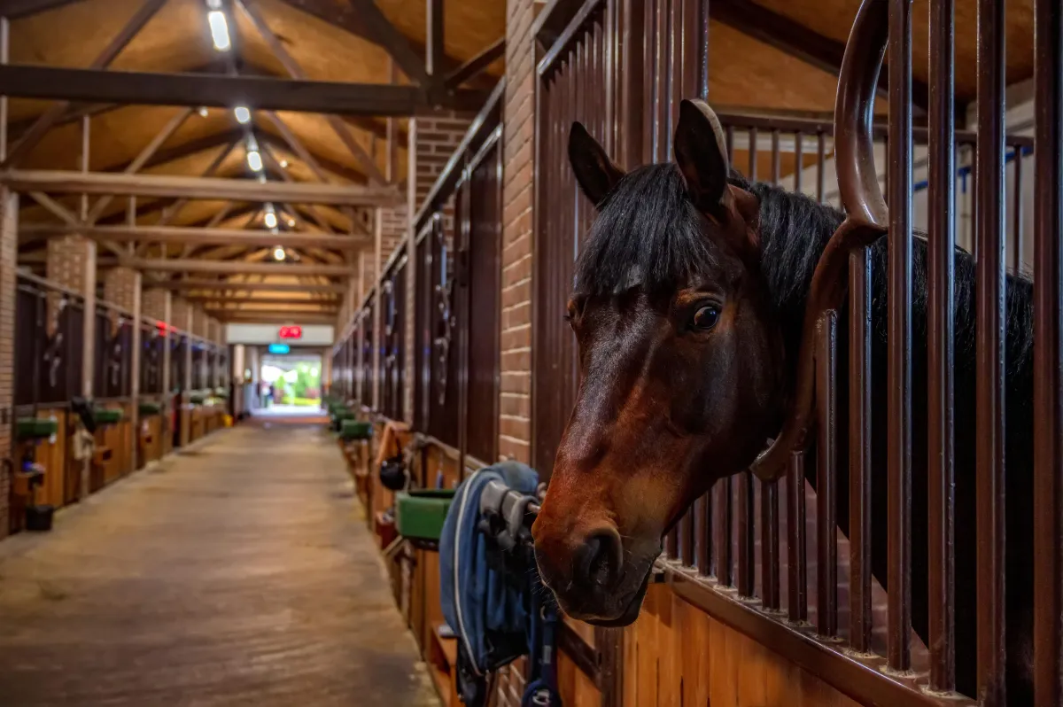 Odessa is Horse Country