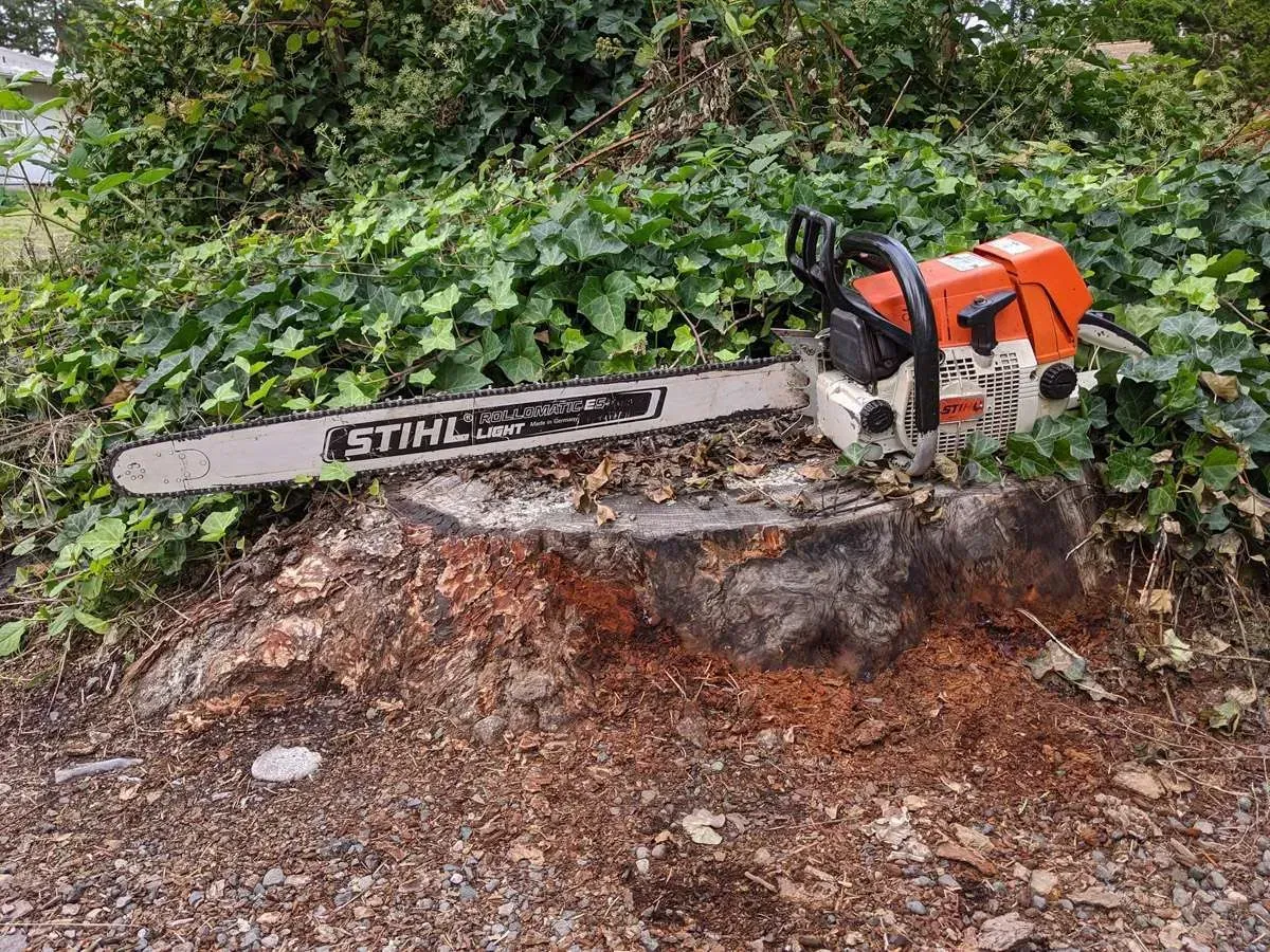 Tree Service Puyallup Chainsaw