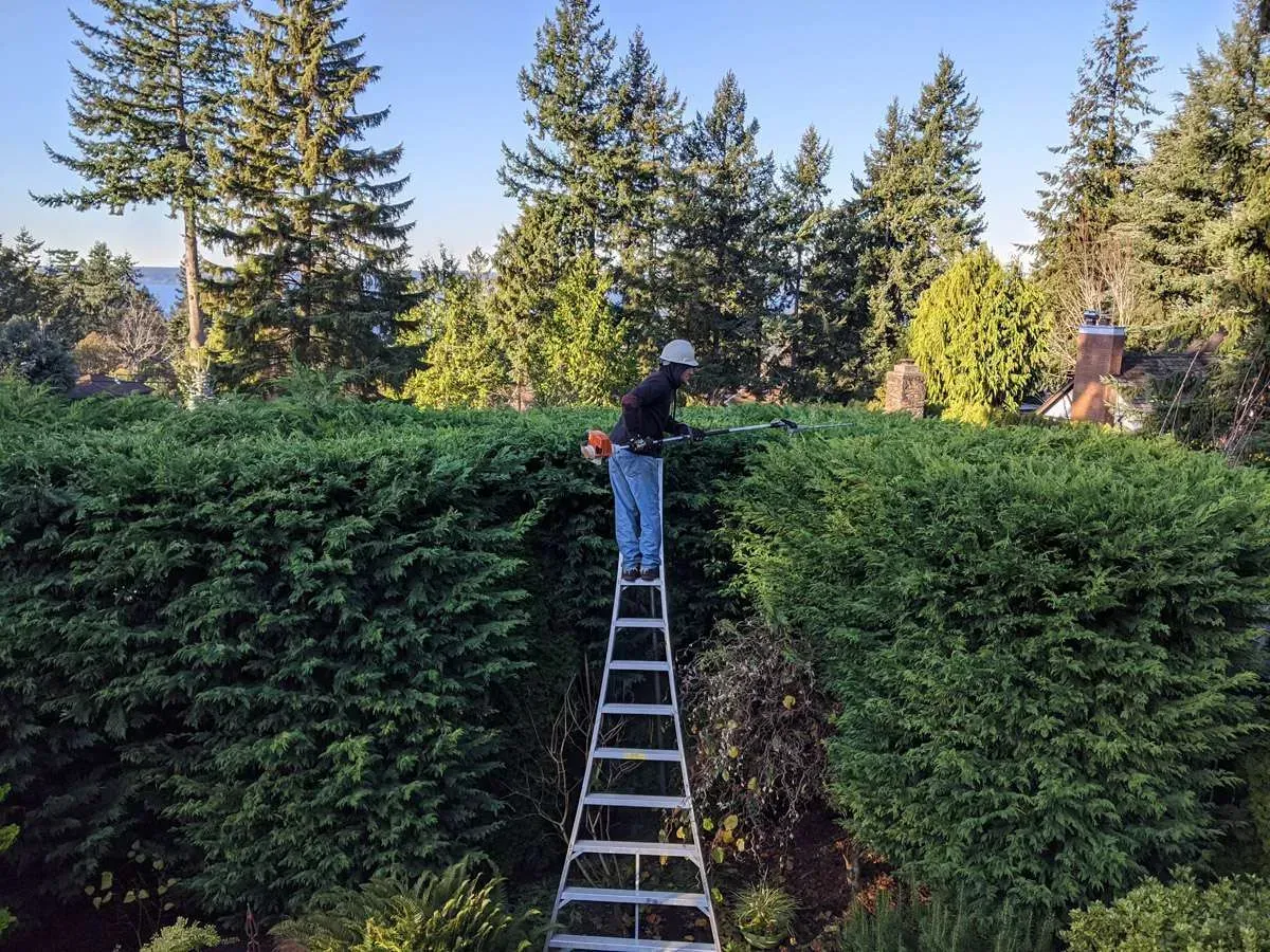 Tree Service Puyallup
