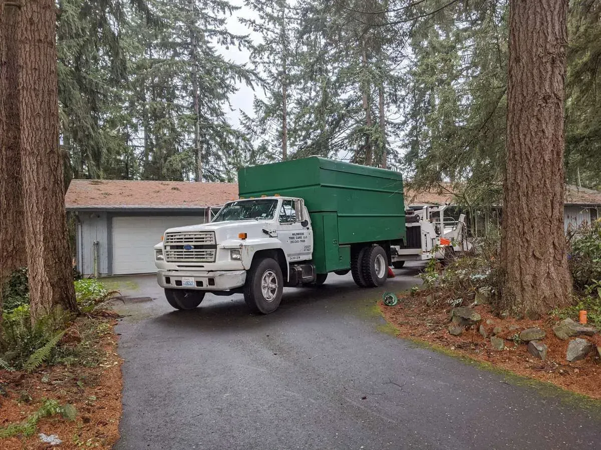 puyallup tree removal and trimming