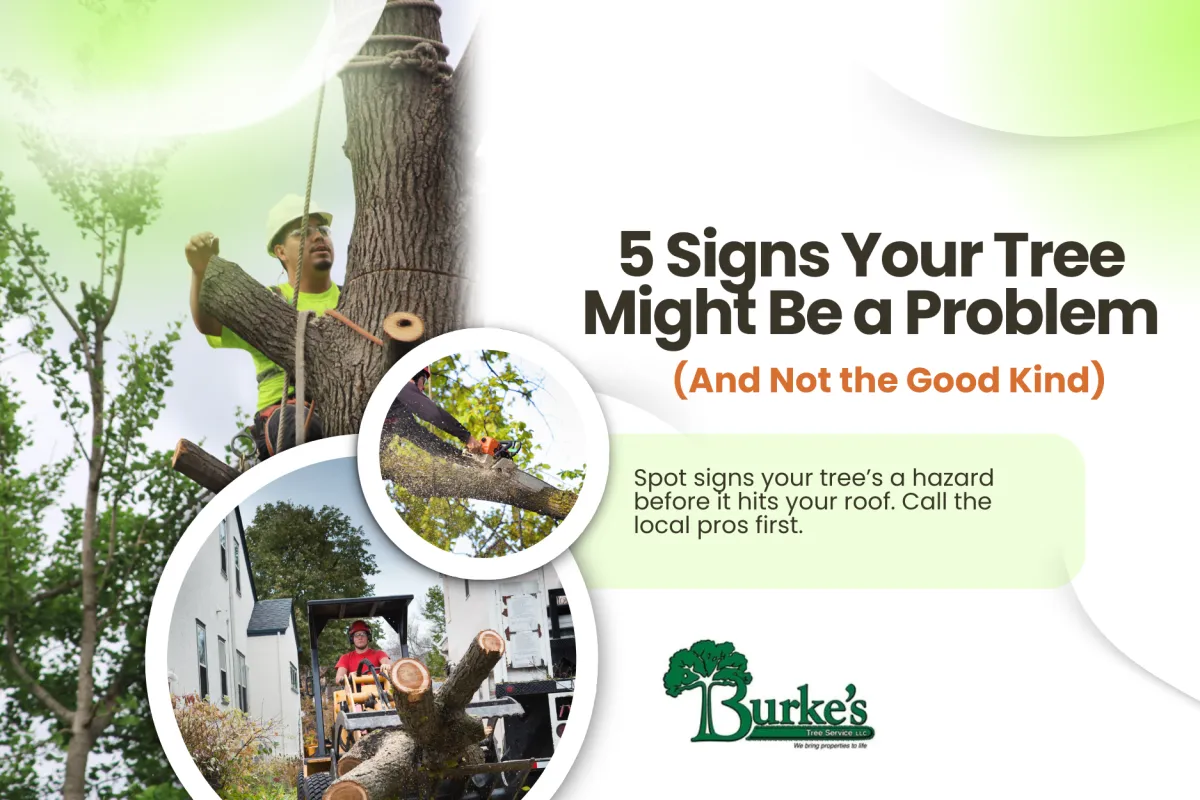 5 Signs Your Tree Might Be a Problem (And Not the Good Kind)