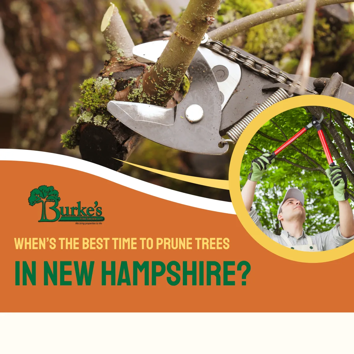 When’s the Best Time to Prune Trees in New Hampshire?