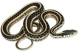 What I learned about business from the snakes in my garden