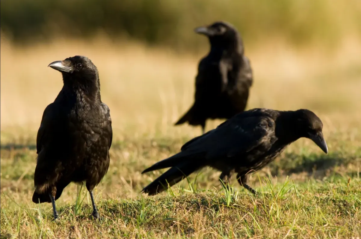 What I learned about business from a Murder of Crows