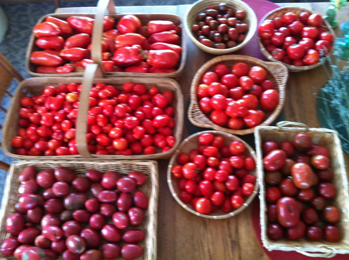 What I learned about business from Tomatoes