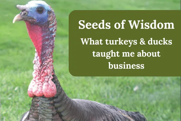 What turkeys & ducks taught me about business