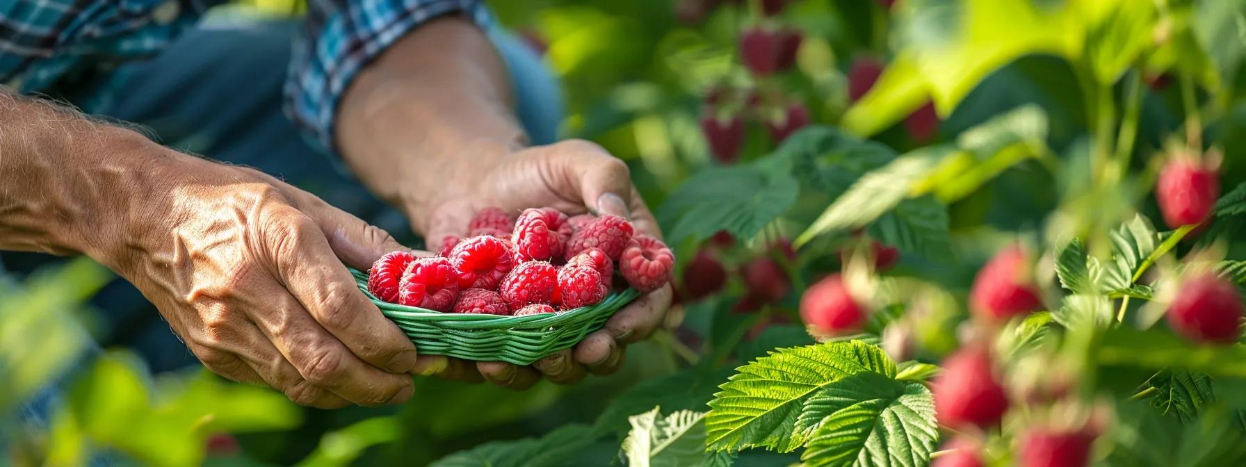a vibrant garden setting showcases a knowledgeable gardener demonstrating hands-on techniques for cultivating raspberries