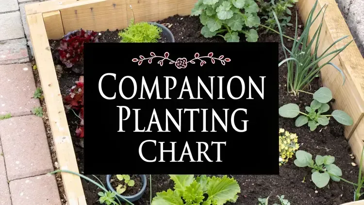 A Guide to the Ultimate Companion Planting Chart
