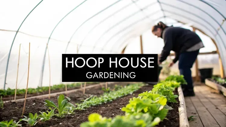 Person tending rows of leafy greens inside a hoop house covered with clear plastic. Wooden pathways run between garden beds. Text overlay reads 'HOOP HOUSE GARDENING.'